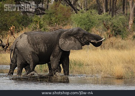 
                Nahrung & Nahrungsaufnahme, Elefant, Afrikanischer Elefant                   