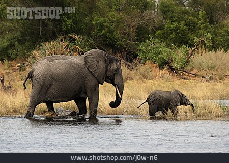 
                Elefant, Afrikanischer Elefant, Elefantenbaby                   