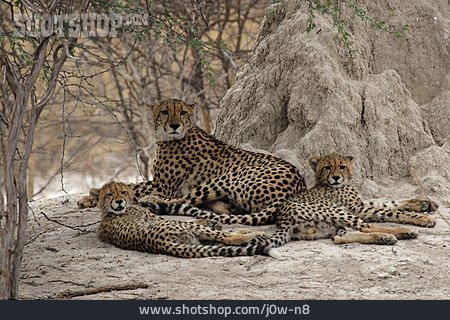 
                Tierfamilie, Raubkatze, Gepard                   