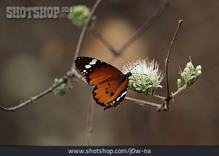 
                Schmetterling, Afrikanischer Monarch                   