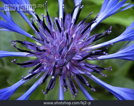 
                Blüte, Kornblume, Blütenstand                   