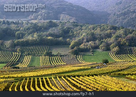 
                österreich, Weinanbau                   