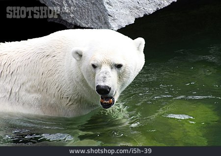 
                Eisbär                   