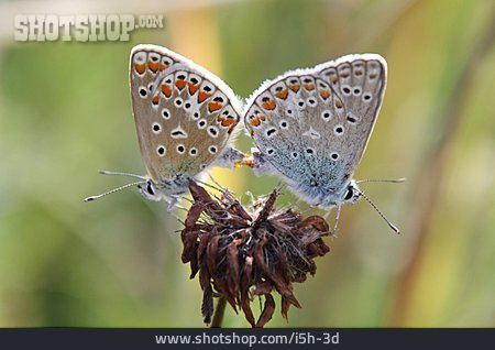 
                Schmetterling, Paarung, Silbergrüner Bläuling                   