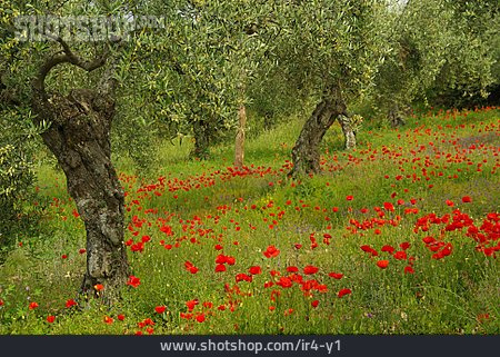 
                Blumenwiese, Olivenbaum, Olivenhain                   
