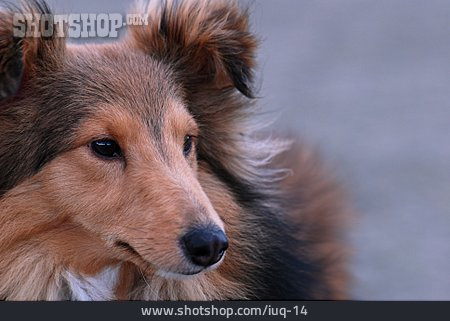 
                Hund, Shetland Sheepdog                   