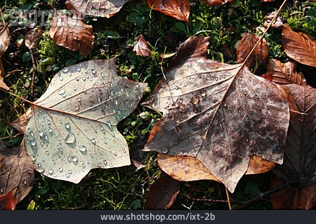 
                Laub, Herbstlaub, Baumblatt, Tulpenbaumblatt                   