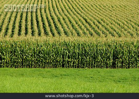 
                Maize Field, Maize Cultivation                   