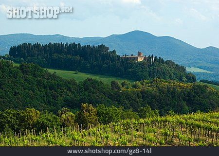 
                Weinberg, Toskana, Weinanbaugebiet                   