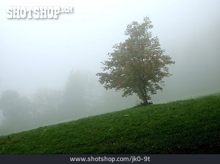 
                Baum, Nebel, Abhang                   