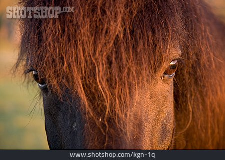 
                Pferd, Isländer, Tierporträt                   
