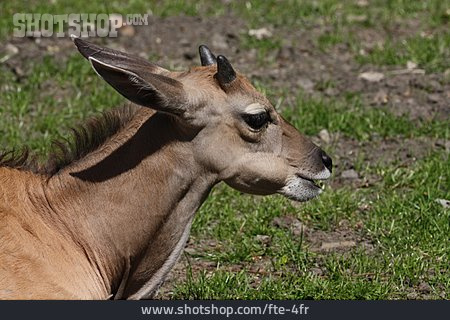 
                Antilope, Elenantilope                   