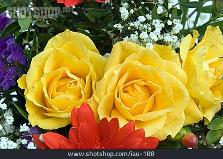 
                Blumenstrauß, Gelbe Rose                   