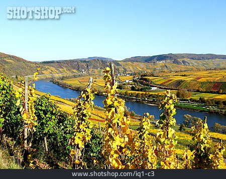 
                Weinberg, Weinanbaugebiet, Mosel                   