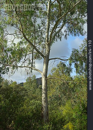 
                Eukalyptus, Eukalyptusbaum                   