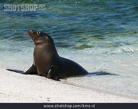 
                Ohrenrobbe, Galapagos-seelöwe                   