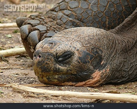 
                Galapagos-riesenschildkröte                   