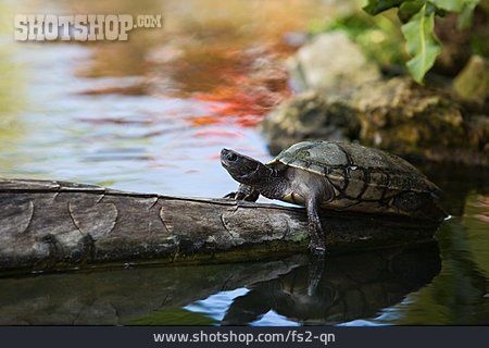 
                Schildkröte, Wasserschildkröte                   