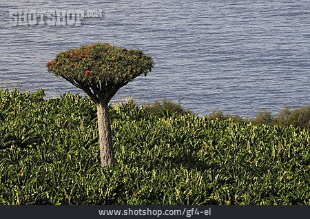 
                Drachenbaum, Kanarischer Drachenbaum                   