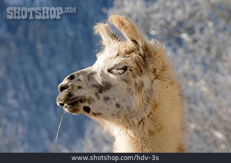 
                Kamel, Alpaka                   