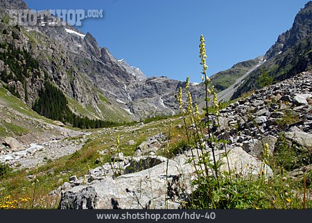 
                Alpenflora, Wolfs-eisenhut                   