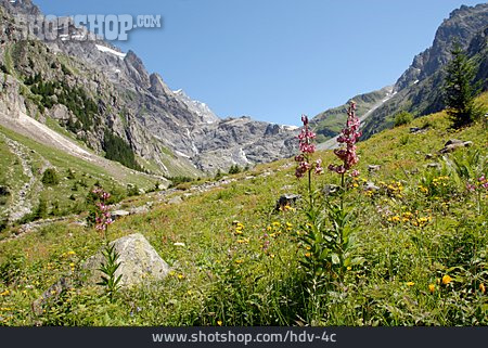 
                Alpenflora, Türkenbundlilie                   