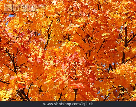 
                Herbst, Indian Summer, Ahornblatt                   