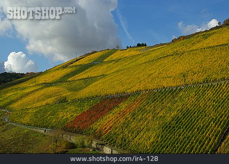 
                Weinberg, Weinanbaugebiet, Rheingau                   