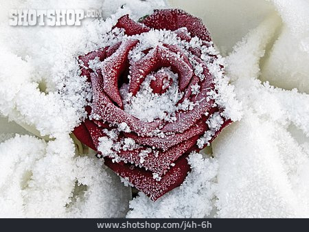 
                Rose, Frost, Raureif                   