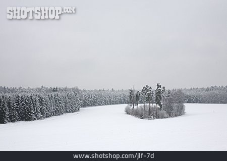 
                Winter, Winterlandschaft, Nadelwald                   