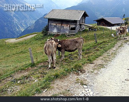 
                Kuh, Tirol, Alm, Zillertal                   