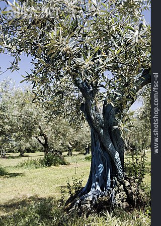 
                Olivenbaum, Pflanzenschutz, Olivenplantage                   