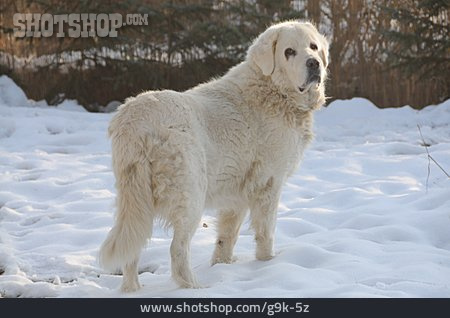 
                Hund, Polnischer Hirtenhund, Herdenschutzhund                   