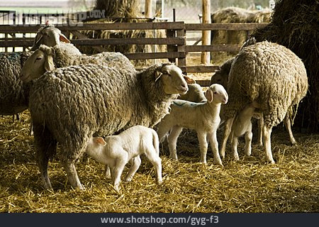 
                Tierfamilie, Schaf, Lamm, Säugen                   