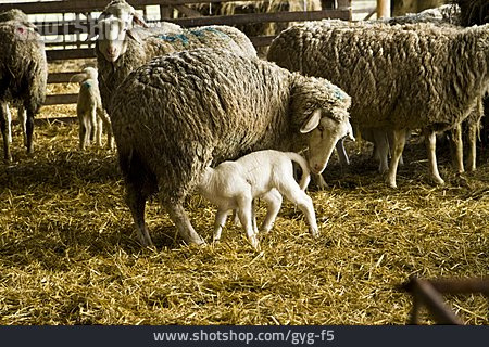 
                Schaf, Lamm, Säugen                   
