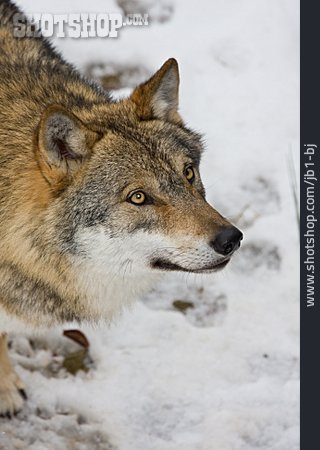 
                Wildtier, Raubtier, Wolf                   
