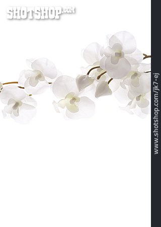 
                Blüte, Orchidee, Blütenzweig                   