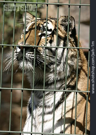 
                Tiger, Gefangenschaft                   