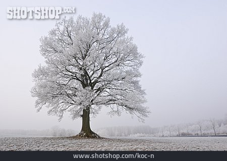 
                Baum, Winter, Winterlandschaft                   
