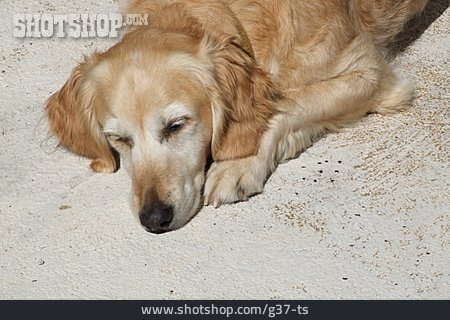 
                Schlafen, Hund, Golden Retriever                   