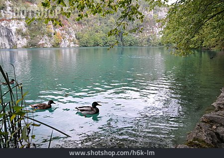 
                Ente, Kroatien, Plitvicer Seen                   