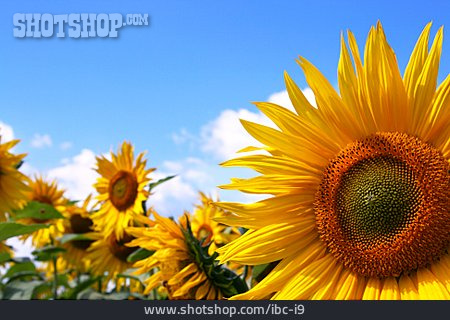 
                Sonnenblume, Sonnenblumenfeld                   