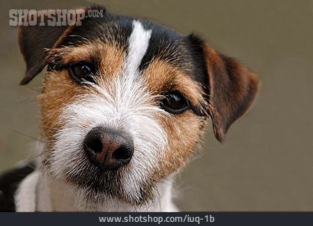 
                Parson Russell Terrier                   