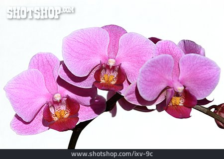 
                Blüte, Phalaenopsis                   
