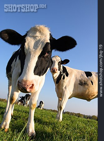 
                Kuh, Holstein-rind                   