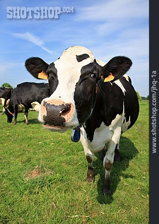 
                Kuh, Holstein-rind                   