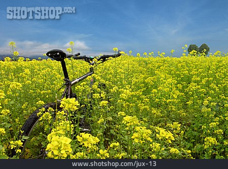 
                Fahrrad, Rapsfeld                   