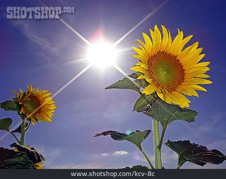 
                Sonnenblume, Sonnenstrahl                   