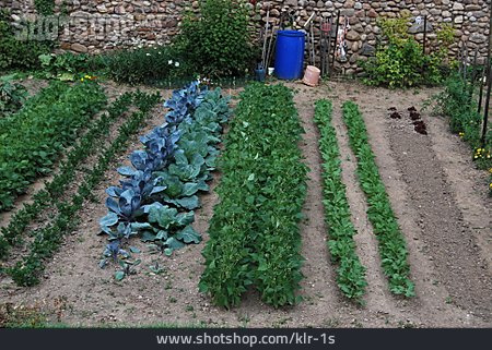 
                Garten, Beet, Gemüsegarten                   