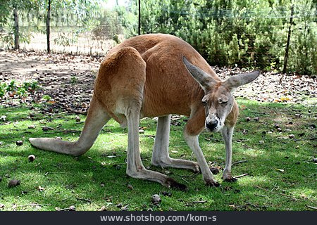 
                Kangaroo, Marsupial                   